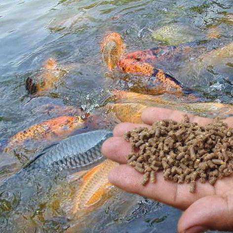 Ilustrasi kategori produk pakan ikan menunjukkan proses pemberian pakan pelet pada ikan di kolam.