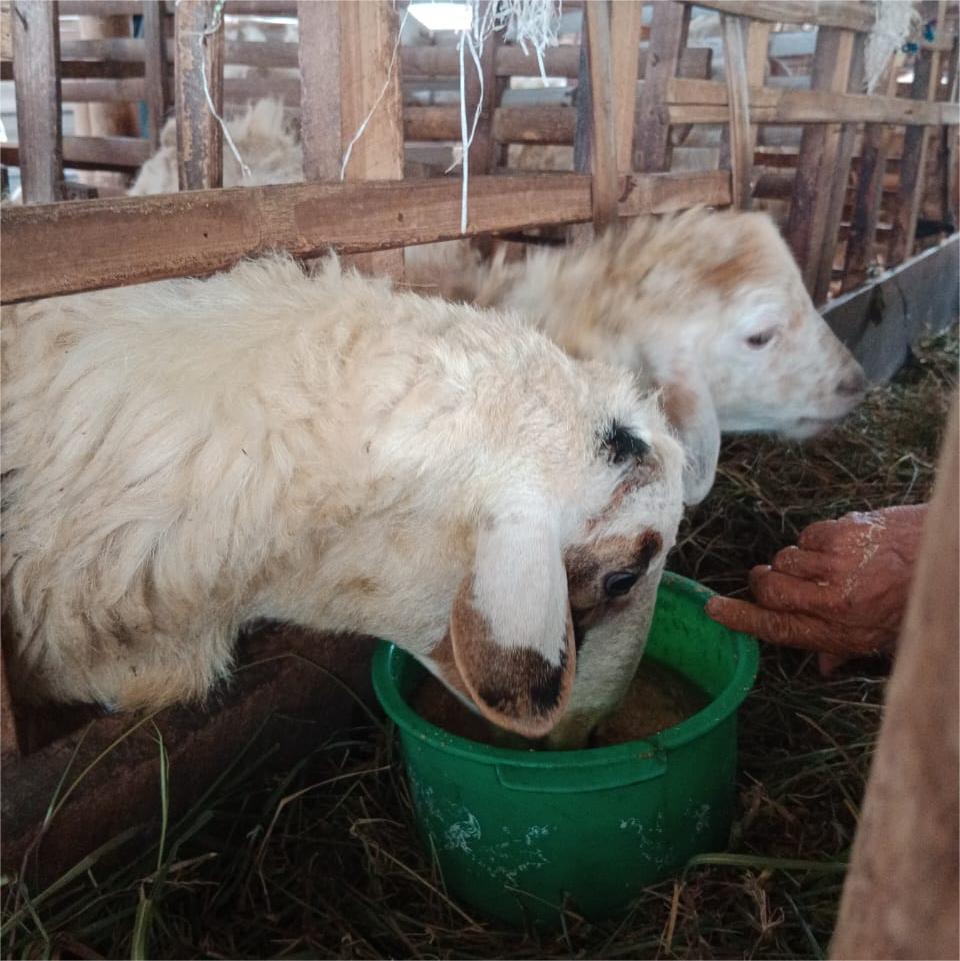 Ilustrasi kategori produk pakan ruminansia menunjukkan domba atau kambing yang sehat di kandang.