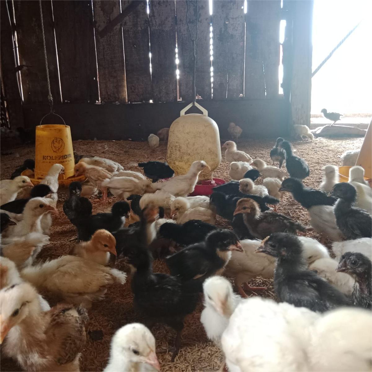 Ilustrasi kategori produk pakan unggas menunjukkan sekumpulan anak ayam pedaging di peternakan.