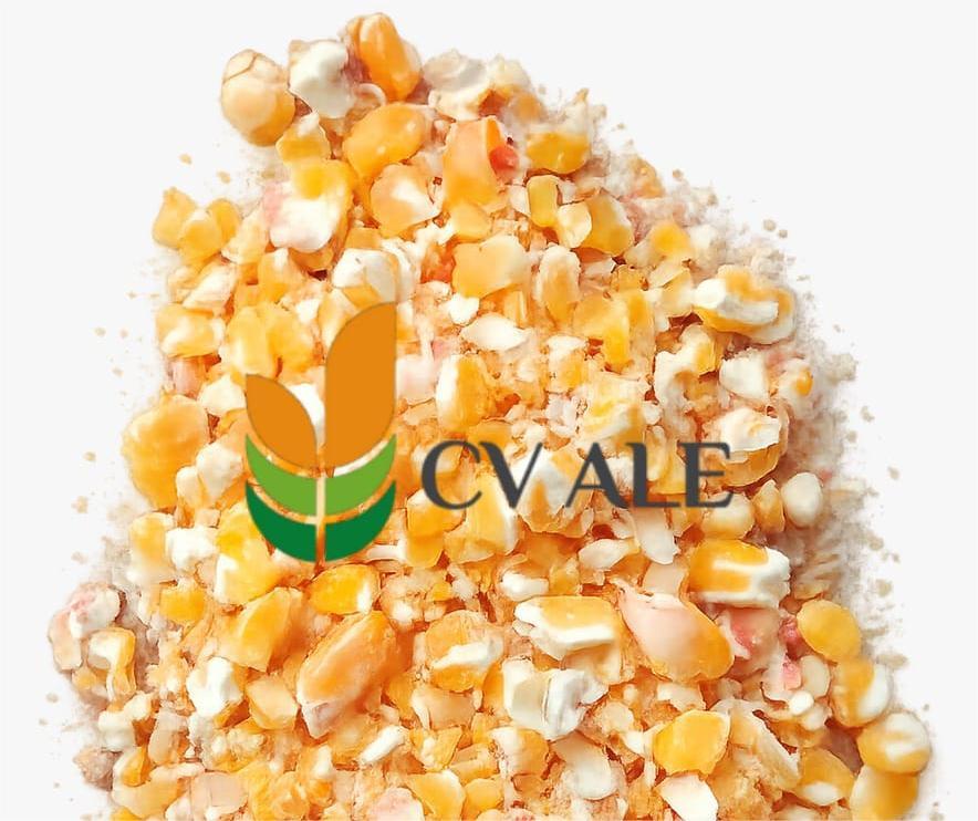 Bahan baku pakan ternak berupa jagung pecah berkualitas sebagai sumber energi.